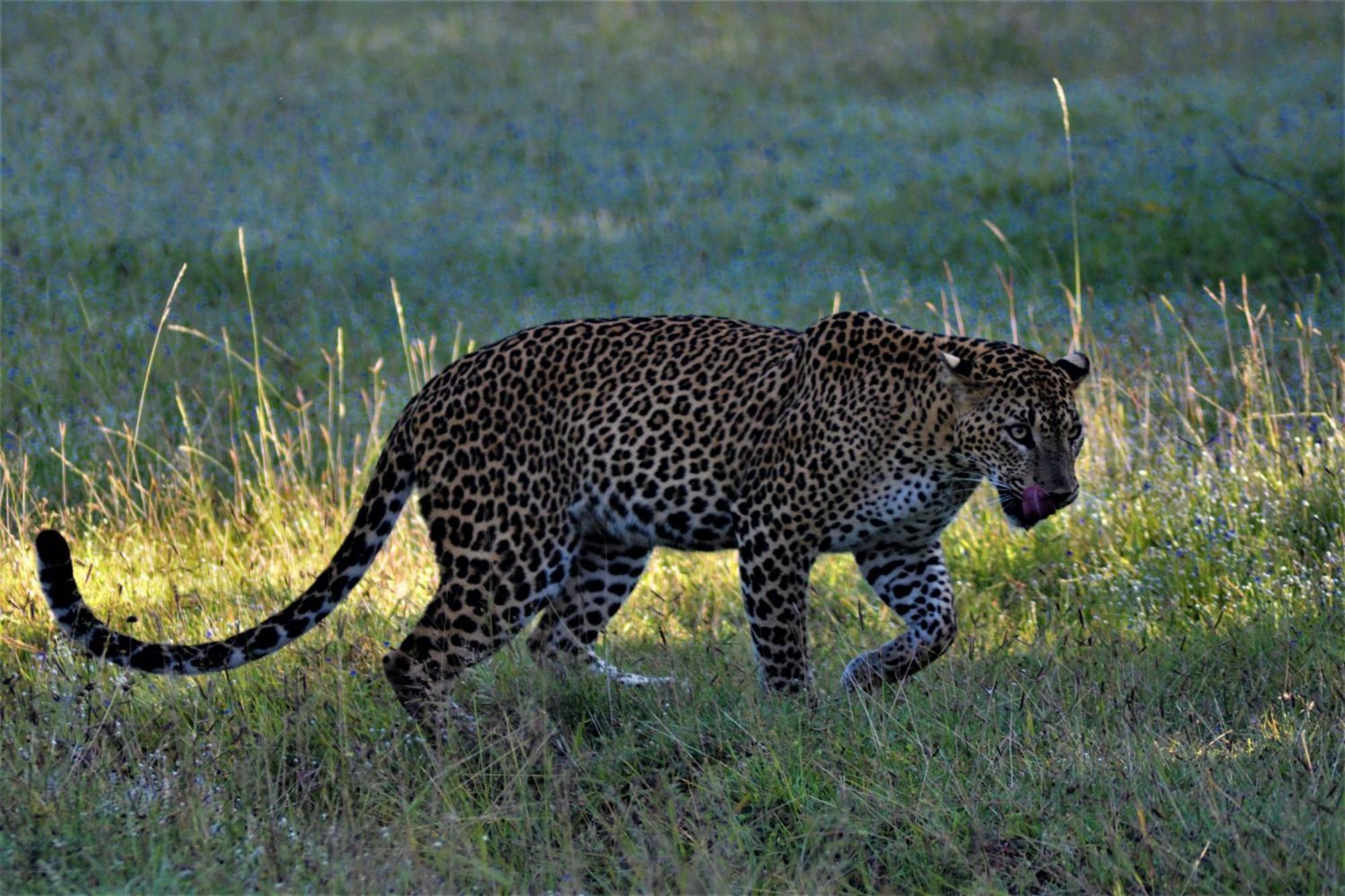 Yala Podi Hoona Bush Camp Hotel Bagian luar foto