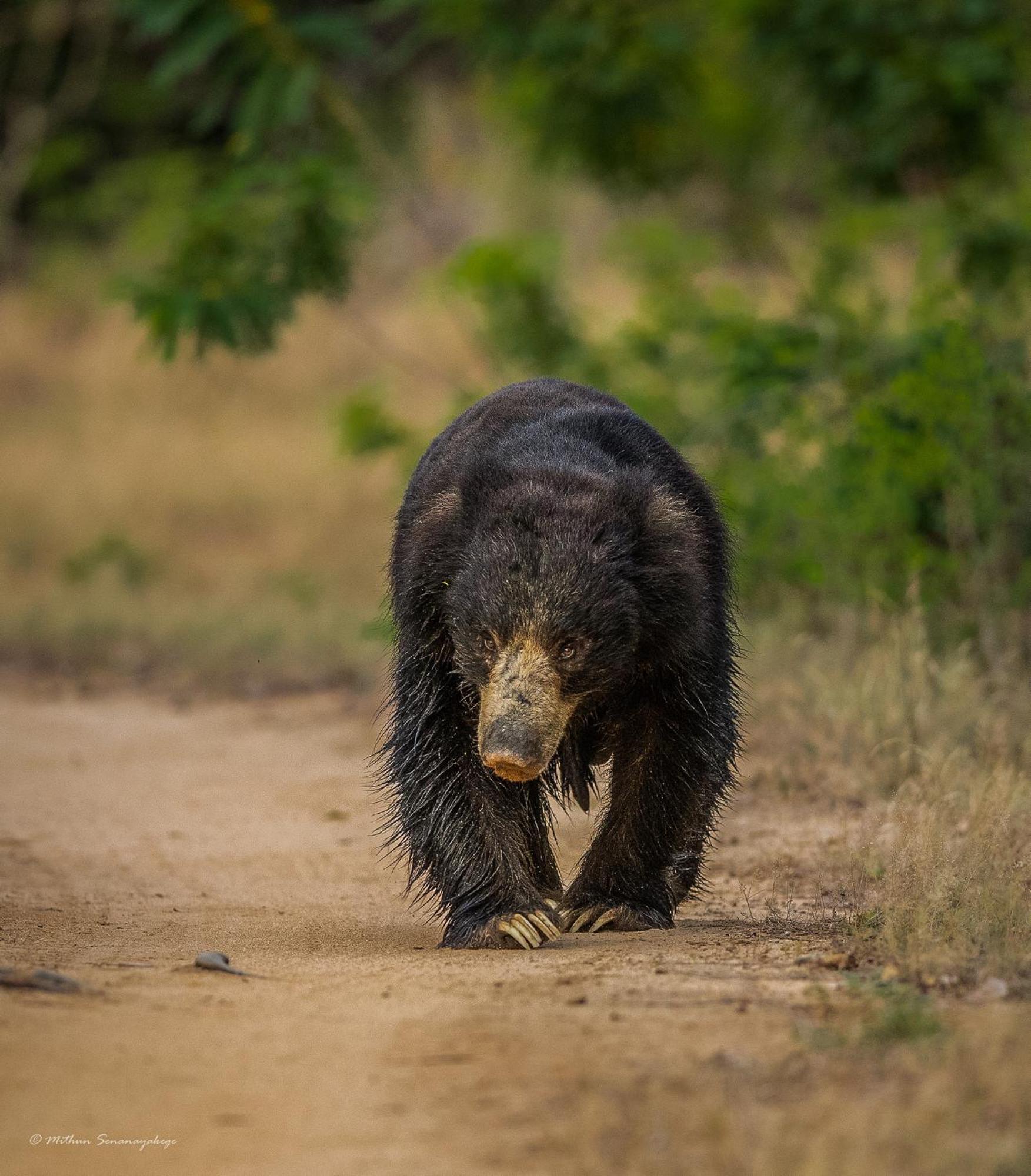 Yala Podi Hoona Bush Camp Hotel Bagian luar foto