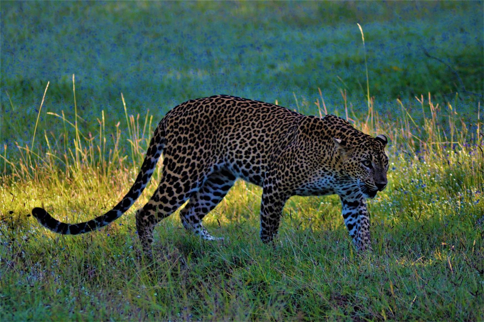 Yala Podi Hoona Bush Camp Hotel Bagian luar foto