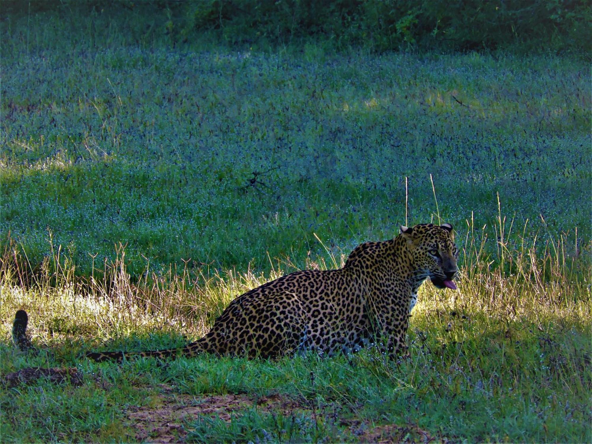 Yala Podi Hoona Bush Camp Hotel Bagian luar foto